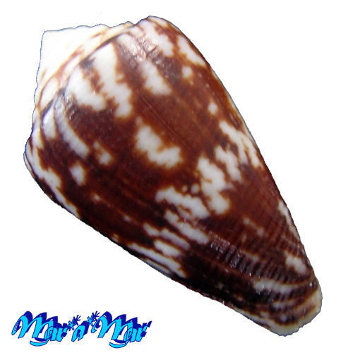 Conus sp. - Imagem 2