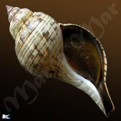 Fasciolaria tulipa hollisteri Weisbord, 1962