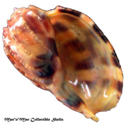 Harpa harpa (Linnaeus, 1758)