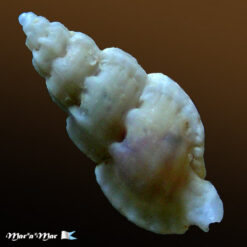 Aspella cryptica Radwin & D´Attilio, 1976 - Imagem 2