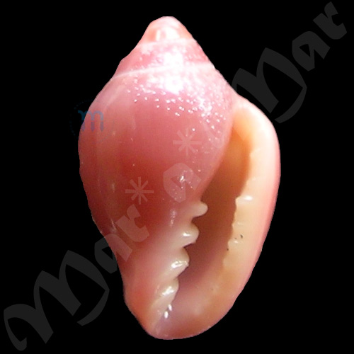 Eratoidea hematita (Kiener, 1834)