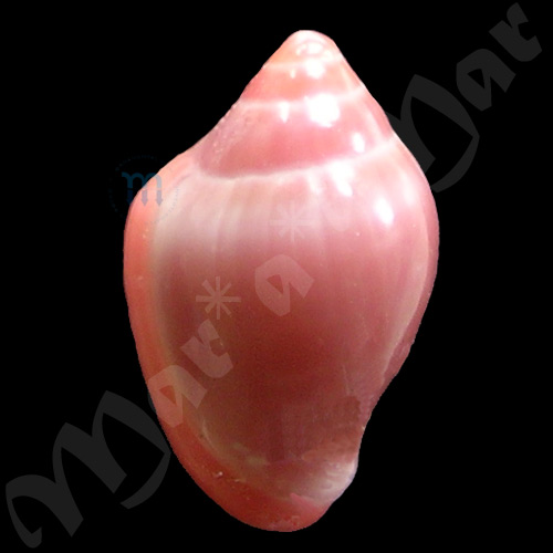Eratoidea hematita (Kiener, 1834) - Imagem 2