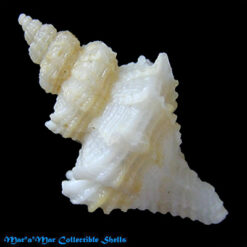 Alternative view of Trophon pelseneeri E.A.Smith, 1915