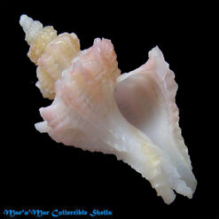 Trophon pelseneeri E.A.Smith, 1915