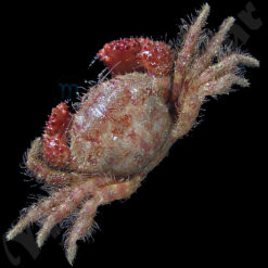 Pilumnus cf. floridanus (Stimpson, 1871)