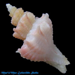 Alternative view of Trophon pelseneeri E.A.Smith, 1915