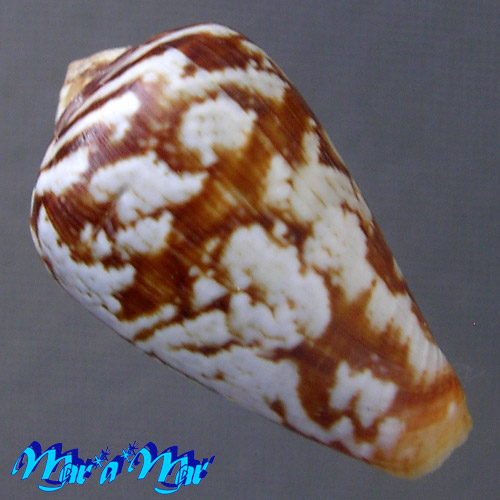 Conus guinaicus Hwass, 1792
