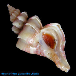 Trophon pelseneeri E.A.Smith, 1915