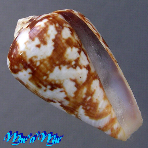 Alternative view of Conus guinaicus Hwass, 1792