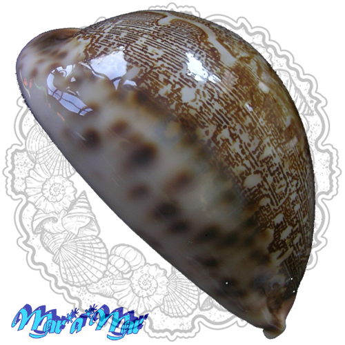 Alternative view of Cypraea mappa viridis f. guamensis Kenyon, 1902