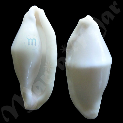 Cyphoma seccato (Sowerby, 1834)