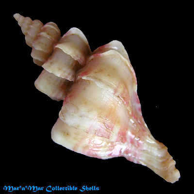 Trophon pelseneeri E.A.Smith, 1915 - Image 2