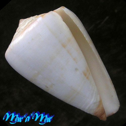 Conus venulatus Hwass, 1792