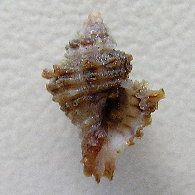 Murexiella sp.