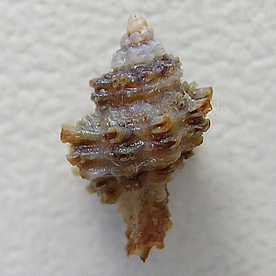 Murexiella sp. - Imagem 2