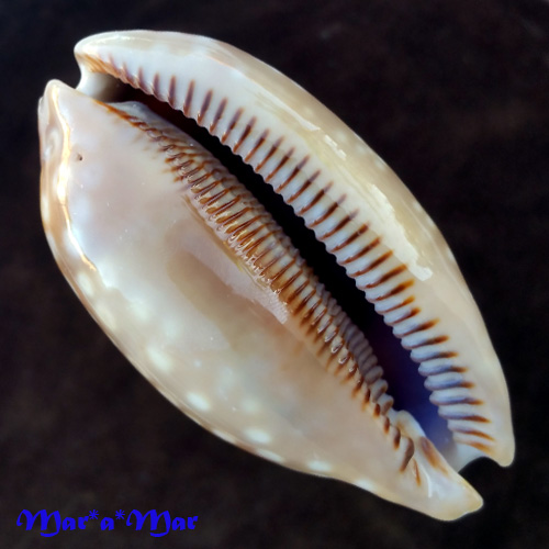 Macrocypraea zebra Linnaeus, 1758