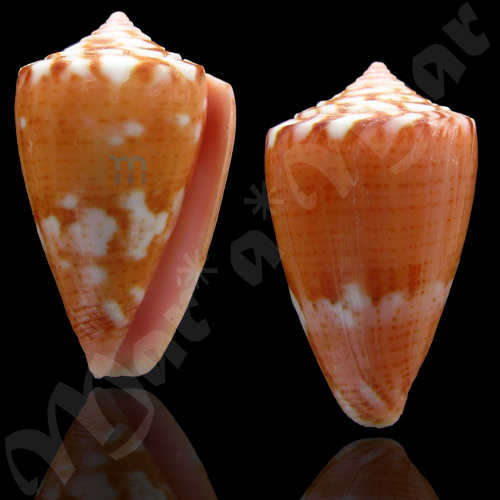 Conus mauricioi Coltro, 2004