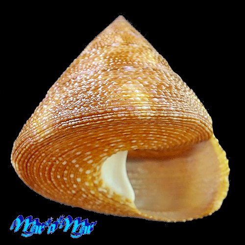 Calliostoma vinosum Quinn, 1992