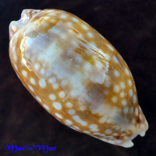 Alternative view of Macrocypraea zebra Linnaeus, 1758