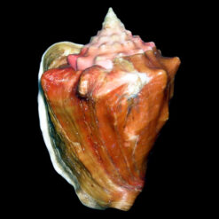 Strombus costatus spectabilis Gmelin, 1791