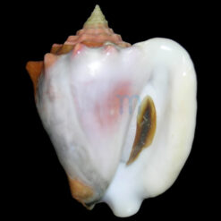 Strombus costatus spectabilis Gmelin, 1791 - Imagem 2