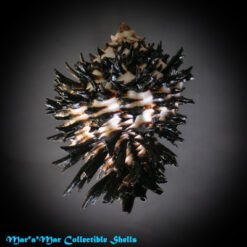 Hexaplex radix  Gmelin,1791 - Imagem 2