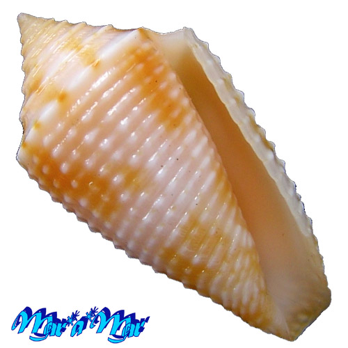 Conus ogum Petuch & Myers, 2014