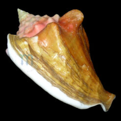 Strombus costatus spectabilis Gmelin, 1791 - Imagem 3