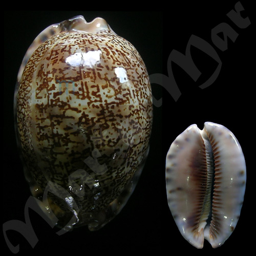 Cypraea (Mauritia) arabica immanis Schilder & Schilder, 1938