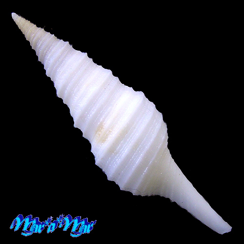 Polystira cf. florencae Bartsch, 1934 - Imagem 2