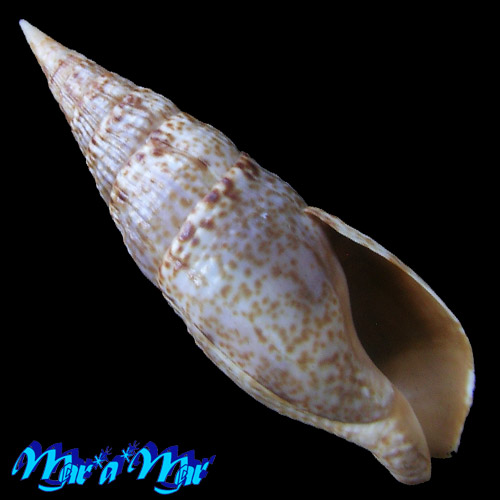 Colubraria procera (Sowerby, 1832)