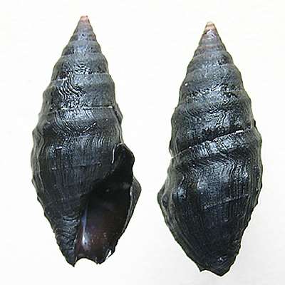 Crassispira cerithoidea (Carpenter, 1857)