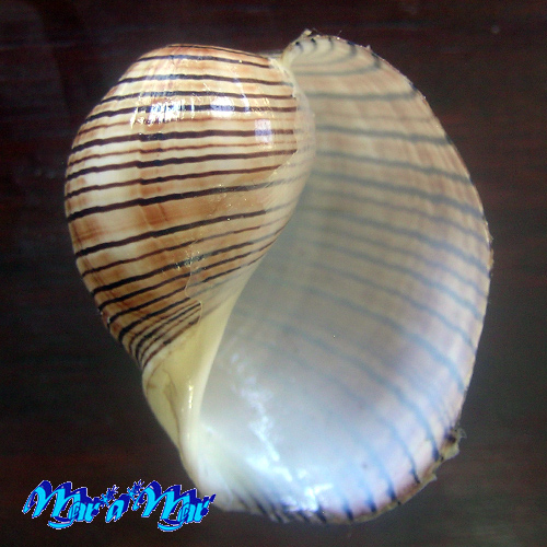 Hydatina physis (Linnaeus, 1758)