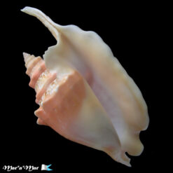 Strombus gallus Linnaeus, 1758