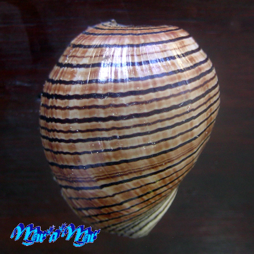 Hydatina physis (Linnaeus, 1758) - Imagem 3