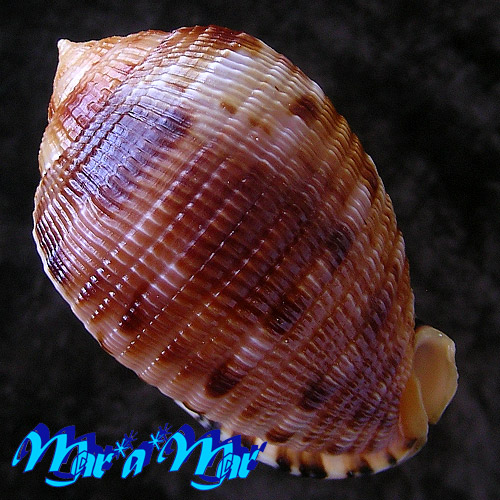 Cypraeacassis testiculus (Linnaeus, 1758) - Imagem 2