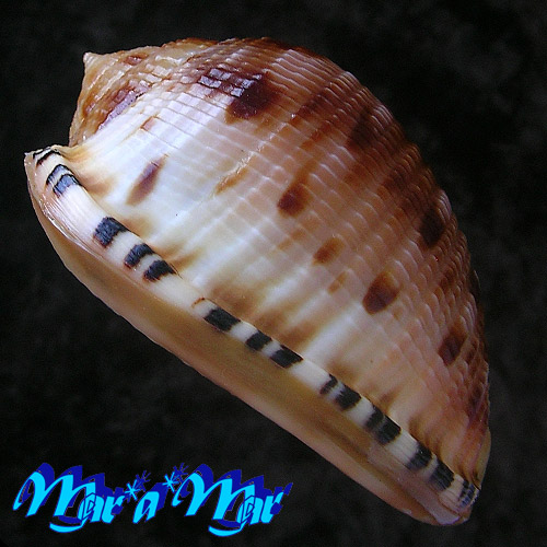 Cypraeacassis testiculus (Linnaeus, 1758) - Imagem 3