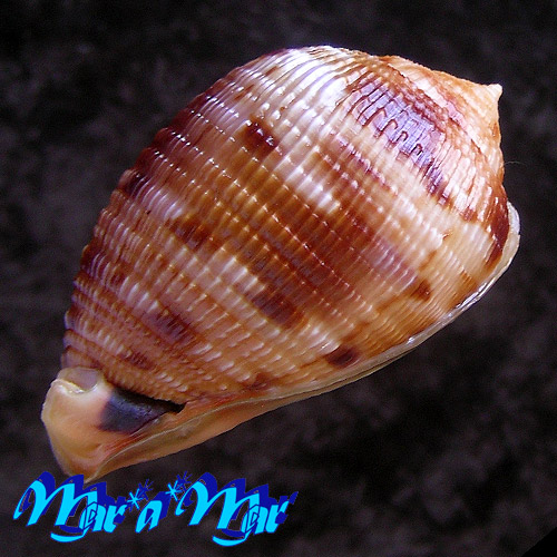 Cypraeacassis testiculus (Linnaeus, 1758) - Imagem 4