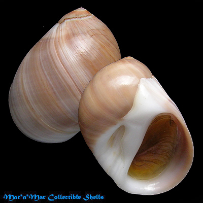 Polinices hepaticus (Roding, 1798)