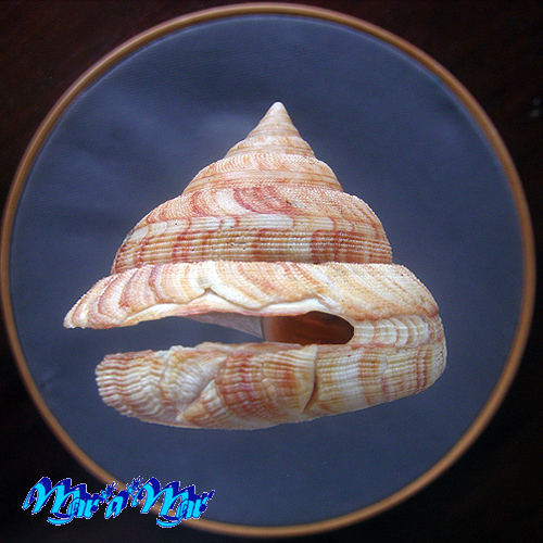 Alternative view of Perotrochus atlanticus Rios, Amp. & Matthews, 1968