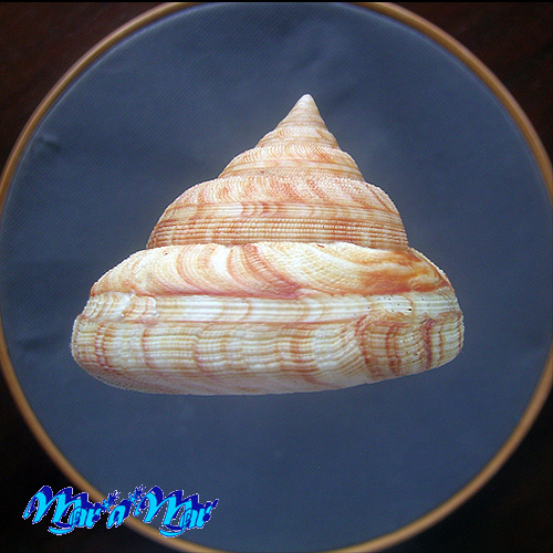 Perotrochus atlanticus Rios, Amp. & Matthews, 1968 - Image 3