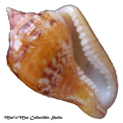 Columbella mercatoria (Linnaeus, 1758)