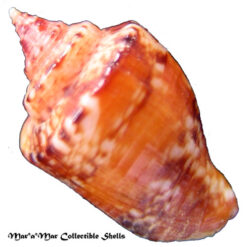 Columbella mercatoria (Linnaeus, 1758) - Imagem 2