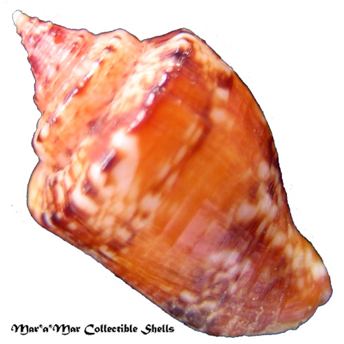 Columbella mercatoria (Linnaeus, 1758) - Imagem 2