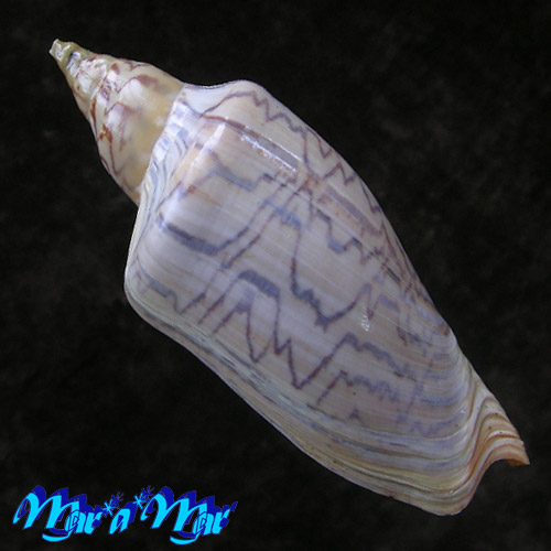 Alternative view of Zidona dufresnii distincta Lahille, 1895