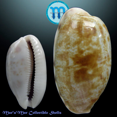 Cypraea (Blasicrura) teres teres Gmelin, 1791