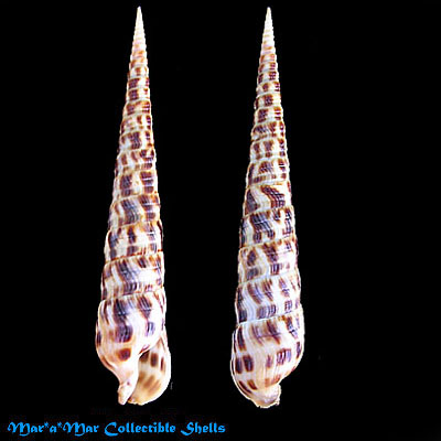 Terebra taurina (Lightfoot, 1786)