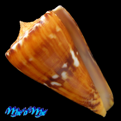 Conus riosi Petuch, 1986