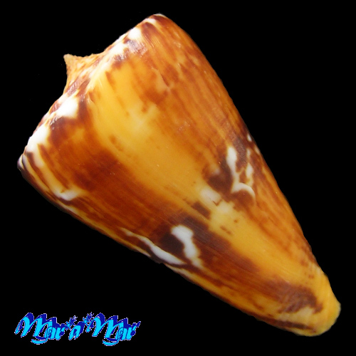 Alternative view of Conus riosi Petuch, 1986