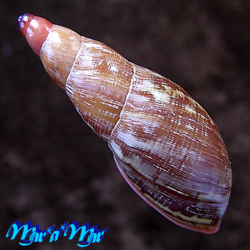 Gonyostomus egregius L. Pfeiffer, 1845 - Image 2